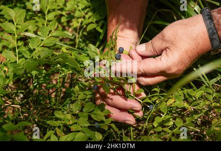 Donna anziana mano raccogliere mirtilli selvatici da arbusto illuminato dal sole nella foresta, primo piano dettaglio Foto Stock