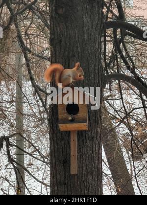 Il soffice scoiattolo nibble il cibo mentre si siede vicino alla birdhouse su un tronco di albero Foto Stock