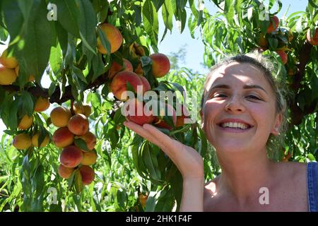 Una giovane bionda tiene con la mano un ramo di un albero di pesca con frutti e sorride Foto Stock