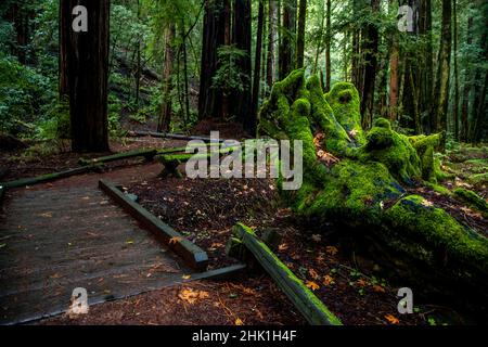Armstrong Redwoods è un piccolo stand di sequoie appena a nord di Guerneville, California. Foto Stock