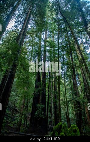 Armstrong Redwoods è un piccolo stand di sequoie appena a nord di Guerneville, California. Foto Stock