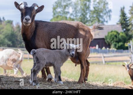 marrone capra madre con bambino Foto Stock