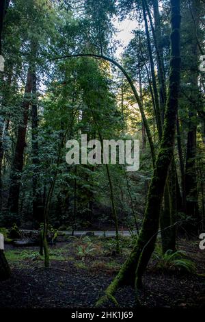 Armstrong Redwoods è un piccolo stand di sequoie appena a nord di Guerneville, California. Foto Stock