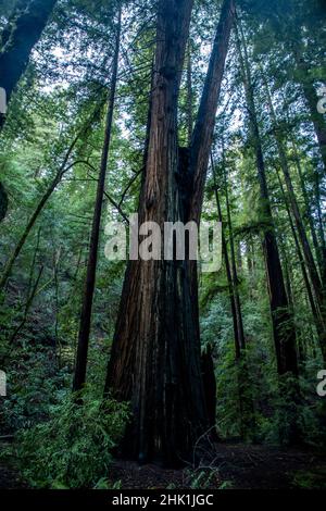 Armstrong Redwoods è un piccolo stand di sequoie appena a nord di Guerneville, California. Foto Stock