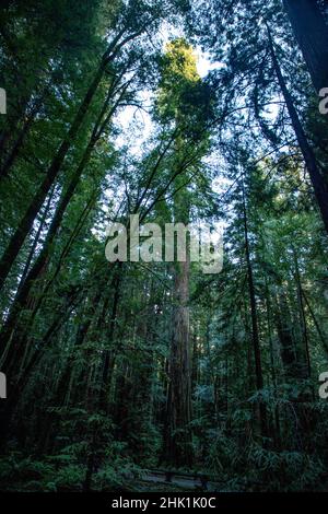 Armstrong Redwoods è un piccolo stand di sequoie appena a nord di Guerneville, California. Foto Stock