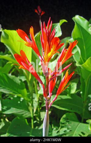 Fiori di canna rossa (canna generalis) Foto Stock