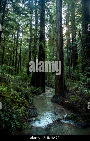 Armstrong Redwoods è un piccolo stand di sequoie appena a nord di Guerneville, California. Foto Stock
