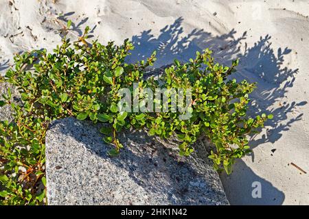 Pianta nativa in spiaggia, barra da Tijuca, Rio Foto Stock