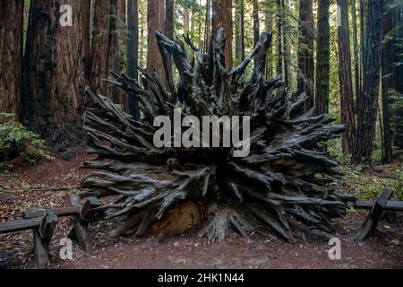 Armstrong Redwoods è un piccolo stand di sequoie appena a nord di Guerneville, California. Foto Stock