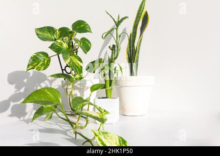 Primo piano su edera del diavolo e piante di bambù in vaso bianco su parete bianca Foto Stock