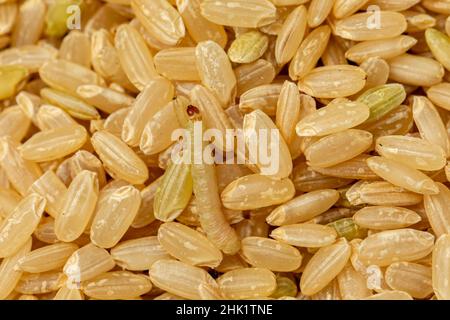 Pasto indiano Moth larva in riso. Concetto di peste di deposito di grano, danno di cibo e controllo di insetto. Foto Stock