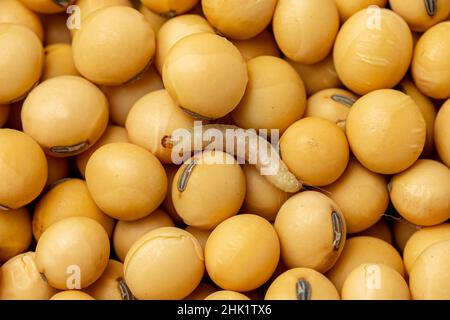 Pasto indiano Moth adulto e larva in soia. Concetto di peste di deposito di grano, danno di cibo e controllo di insetto. Foto Stock