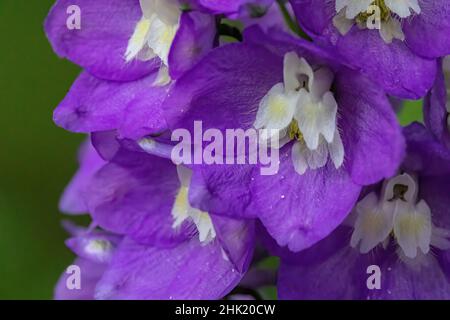 Primo piano di un delfinio viola in un giardino estivo. Foto Stock