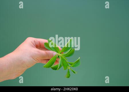 Stevia rebaudiana.stevia twig in mano su sfondo verde.stevioside dolcificante materia prima. Dolcificante organico naturale a basso contenuto calorico Foto Stock