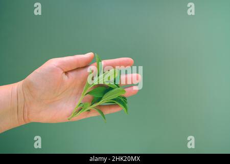 Stevia rebaudiana.stevia ramoscello verde in mano su sfondo verde.stevia dolcificante materia prima. Dolcificante organico naturale a basso contenuto calorico Foto Stock