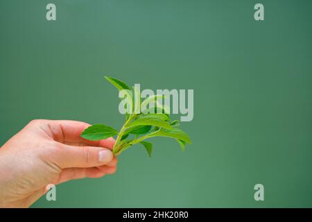 Stevia rebaudiana.stevia ramoscello verde in mano su sfondo verde.stevia dolcificante materia prima. Dolcificante a basso contenuto calorico Foto Stock