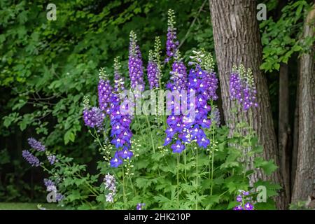 Delfinio viola in un bellissimo giardino estivo. Foto Stock