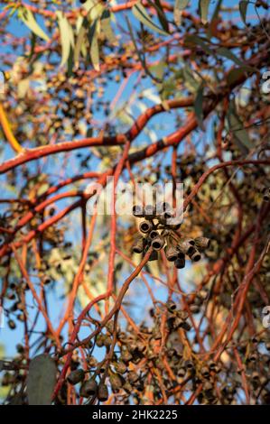 Collezione botanica, capsule e foglie di eucalipto al sole Foto Stock