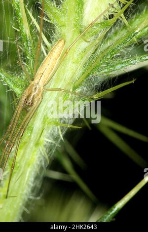 Ragno d'erba codato (Argiope protensa) su scotch thistle Foto Stock