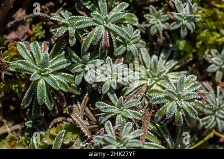 La saxifraga (crosta di Saxifraga) con foglie di crosta o la saxifraga d'argento che cresce in giardino. Foto Stock