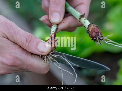 Donna che raccoglie giovani cipolle biologiche nella serra. Donna che tiene le cipolle fresche. Giardinaggio. Foto Stock