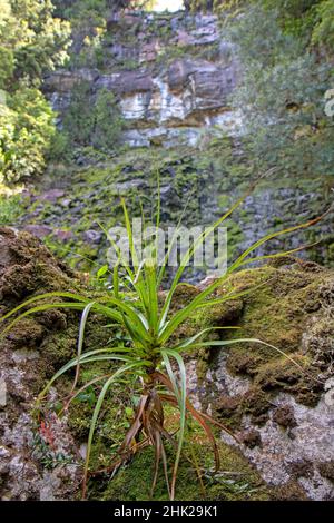 Pandani alle cascate Adamsons Foto Stock