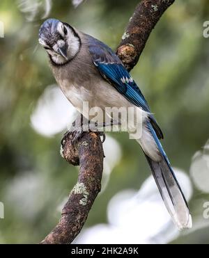 North American Blue Jay ( Cyanocitta Cristata ) guardando Sideays alla Camera Quizzical appollaiato su Branch Foto Stock