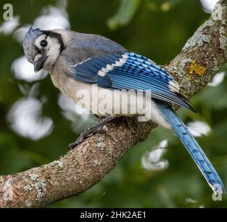 North American Blue Jay ( Cyanocitta Cristata ) guardando lateralmente arroccato su Branch Foto Stock