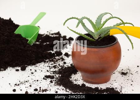 Beccuccio giallo di annaffiatura può versare Aloe vera pianta in vaso di argilla marrone su sfondo bianco Foto Stock