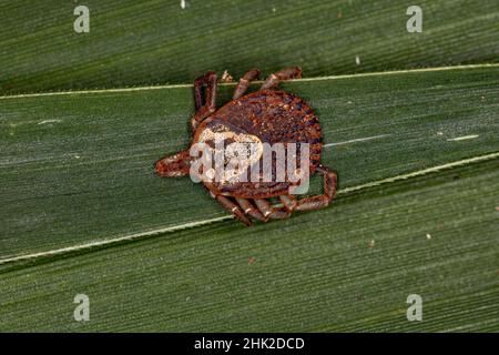 Femmina Adulto Cayenne Tick della specie Amblyomma cajennense Foto Stock