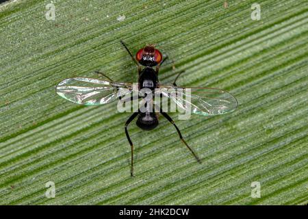 Scavenger Nero Adulto Fly della famiglia Seppidae Foto Stock