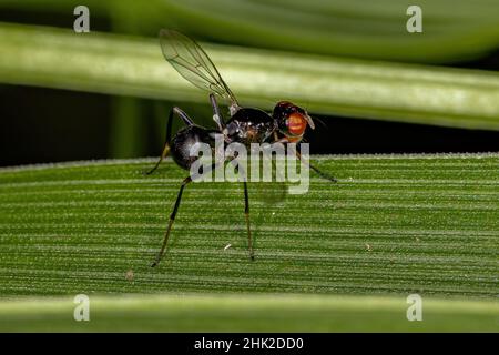 Scavenger Nero Adulto Fly della famiglia Seppidae Foto Stock