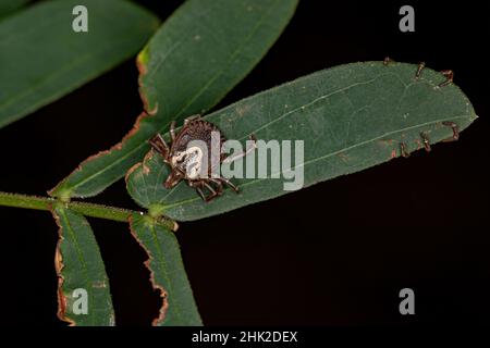 Femmina Adulto Cayenne Tick della specie Amblyomma cajennense Foto Stock