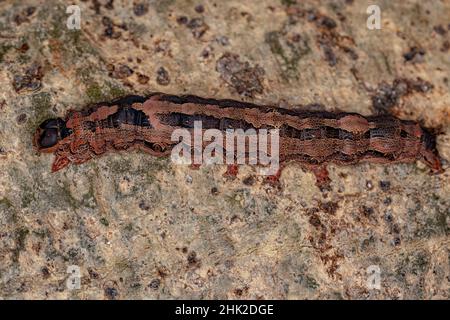 bruco di falda nera della specie Ascalapha odorata Foto Stock