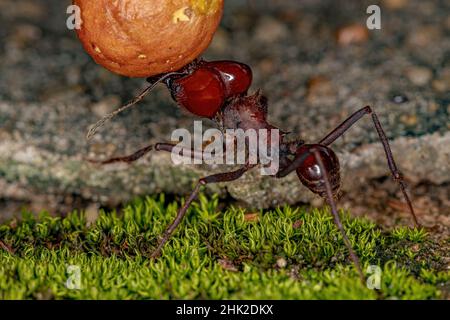 ATTA lama di foglie ANT della specie atta laevigata recante un piccolo frutto di fico del genere ficus Foto Stock