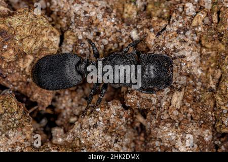 Adulto Black Queen Turtle ANT del genere Cefalotes Foto Stock