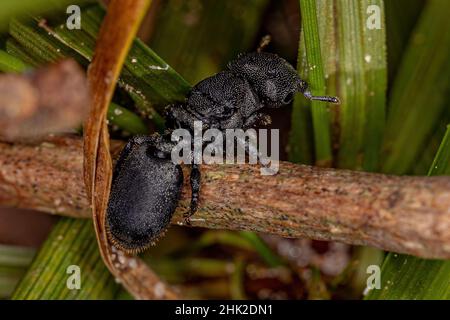 Adulto Black Queen Turtle ANT del genere Cefalotes Foto Stock