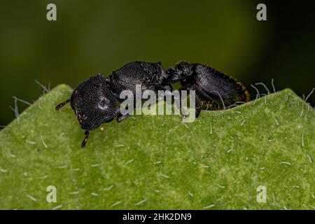 Adulto Black Queen Turtle ANT del genere Cefalotes Foto Stock