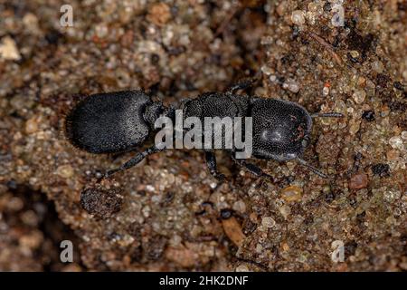 Adulto Black Queen Turtle ANT del genere Cefalotes Foto Stock