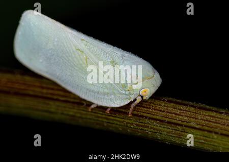 Adulto Planthopper insetto della famiglia Flatidae Foto Stock