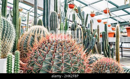 Grande cactus di Echinocactus con aghi rosa-arancio in una serra, primo piano Foto Stock