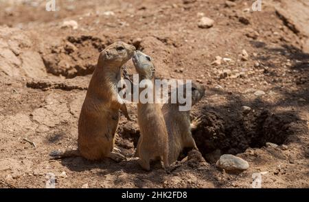 Nero-tailed cane della prateria, Cynomys ludovicianus Foto Stock