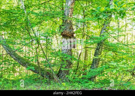 Un affioramento di betulla, un burl di betulla nella foresta in una giornata limpida Foto Stock