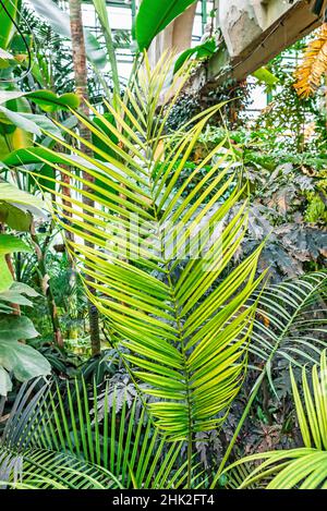 Grande foglia di palma tropicale giallo-verde in serra sullo sfondo di altre piante, foto verticale Foto Stock