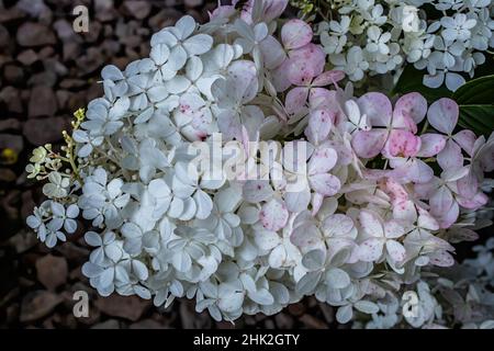 Primo piano di una fioritura di hydrangea che si trasforma in rosa. Foto Stock