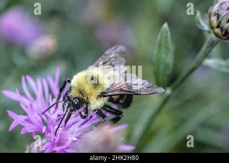 Bumblebee coperto di polline su un fiore di fiori selvatici porpora knapweed in Wisconsin. Foto Stock