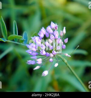 Pianta di prato con fiori rosa cipolla angolare o aglio di topo. Allium angulosum Foto Stock