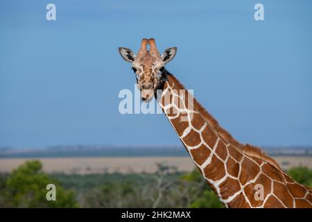 Africa, Kenya, Altopiano di Laikipia, Ol Pejeta Conservancy. Giraffa reticolata specie minacciate. Foto Stock
