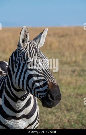 Africa, Kenya, Altopiano di Laikipia, Ol Pejeta Conservancy. Zebra di Bruchell (Equus burchellii). Foto Stock