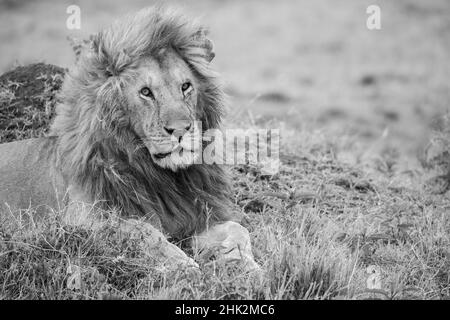 Africa, Kenya, pianure del Serengeti settentrionale, Maasai Mara. Leone maschio Foto Stock